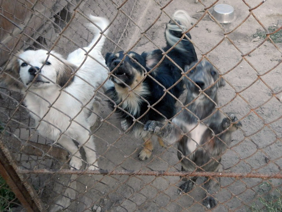 Столичная полиция расследует массовое жестокое убийство собак на Троещине