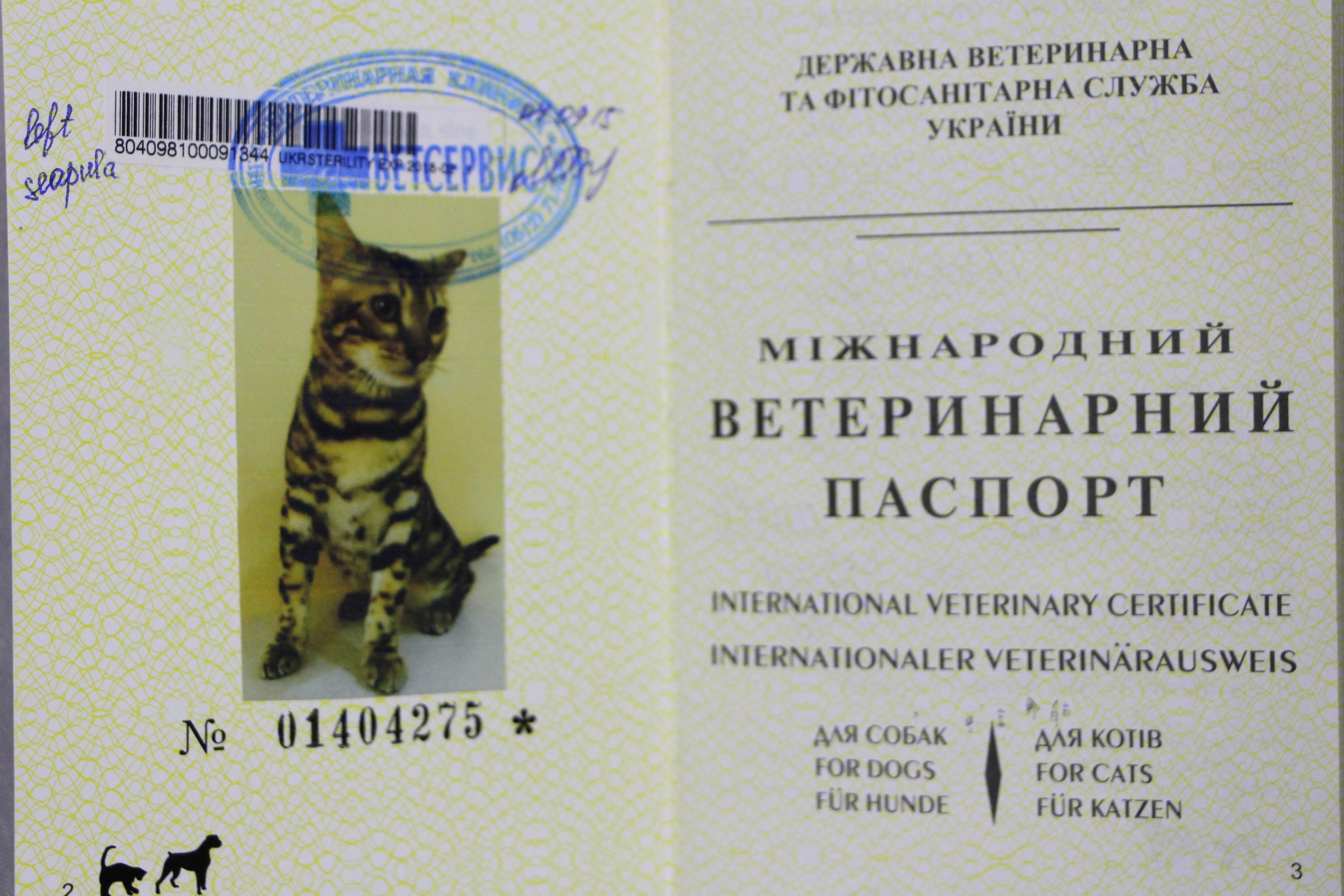 Поддельные документы вернули бенгальского котенка Пашу из Осло в Николаев