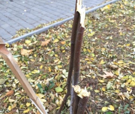 В Одесі вандали знищили алею Небесної сотні В Одесі вандали знищили алею Небесної сотні