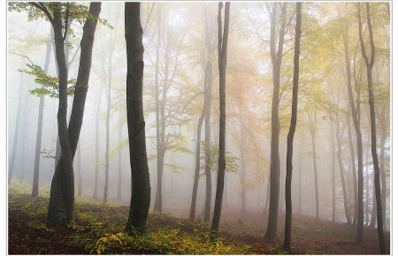 Ліси Київщини і Житомирщини досі орендують мисливські клуби — Соболєв