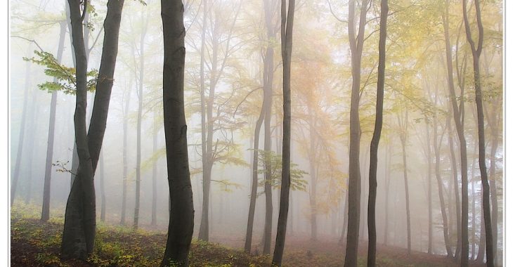 Ліси Київщини і Житомирщини досі орендують мисливські клуби — Соболєв Ліси Київщини і Житомирщини досі орендують мисливські клуби — Соболєв