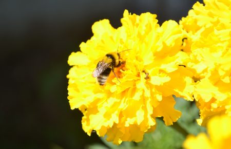 Бджоли лякаються вибухів, — пасічник з Донбасу