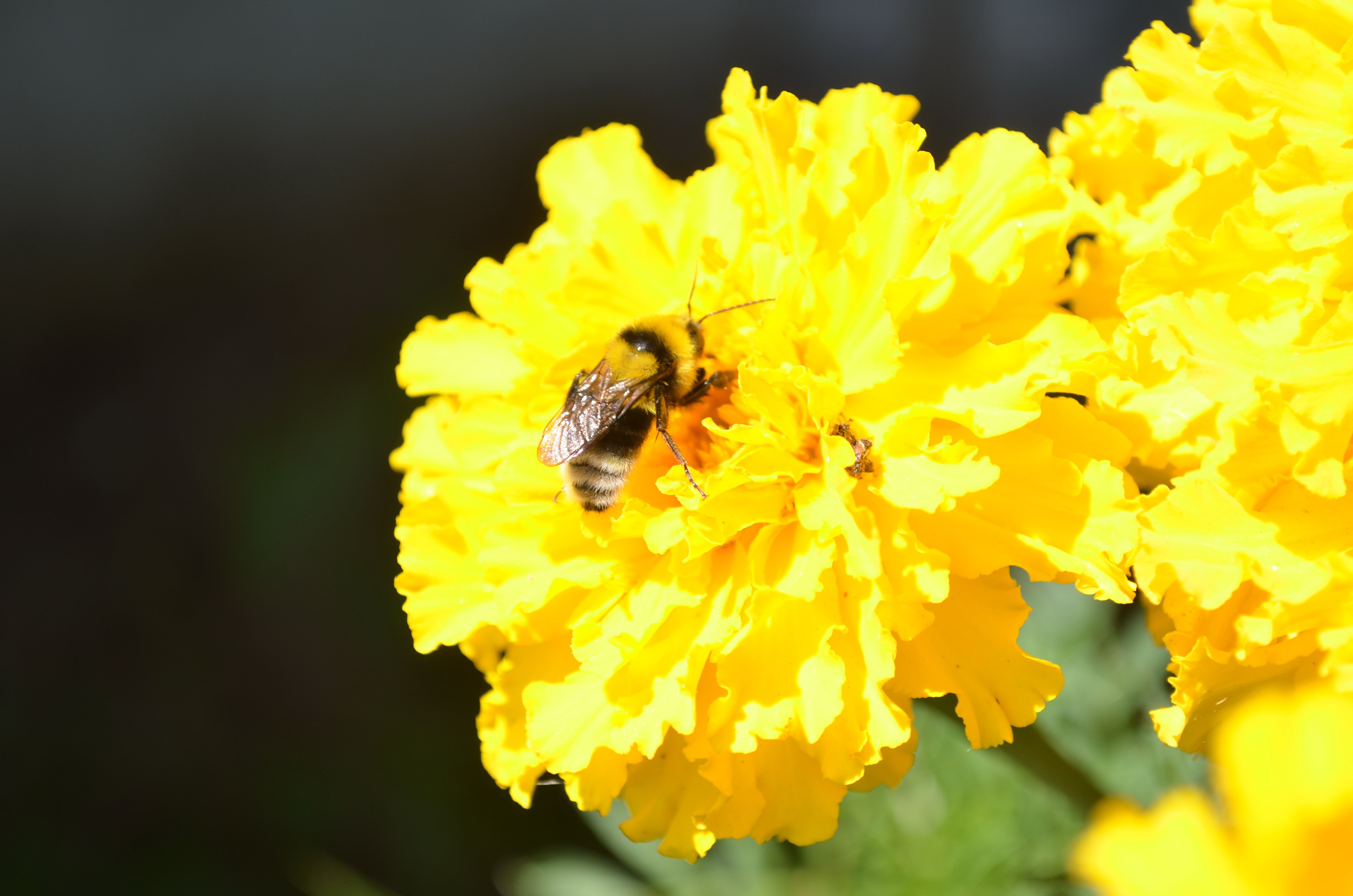 Бджоли лякаються вибухів, — пасічник з Донбасу