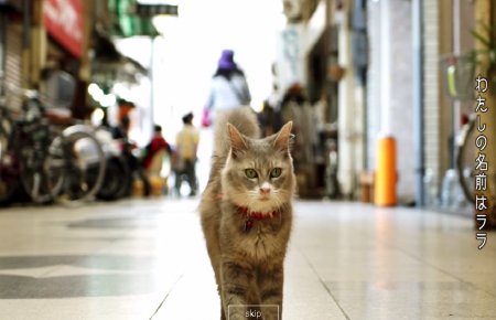 Японці  пропонують побачити одне з своїх міст очима котика