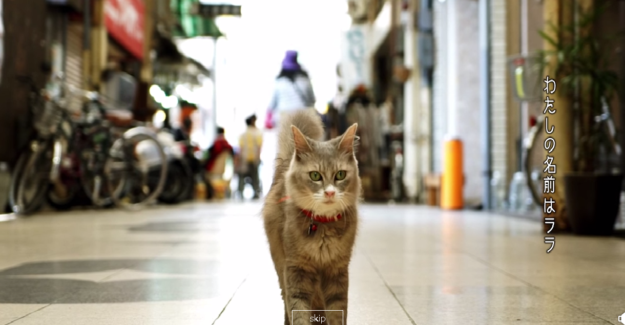 Японці  пропонують побачити одне з своїх міст очима котика