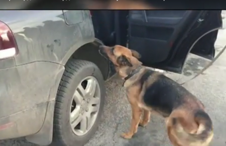 На Чонгарі пес прикордонників виявив набої, які пасажир віз до Криму