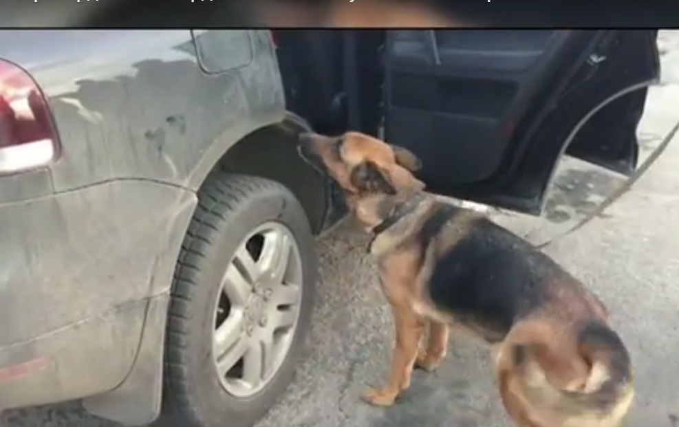 На Чонгарі пес прикордонників виявив набої, які пасажир віз до Криму