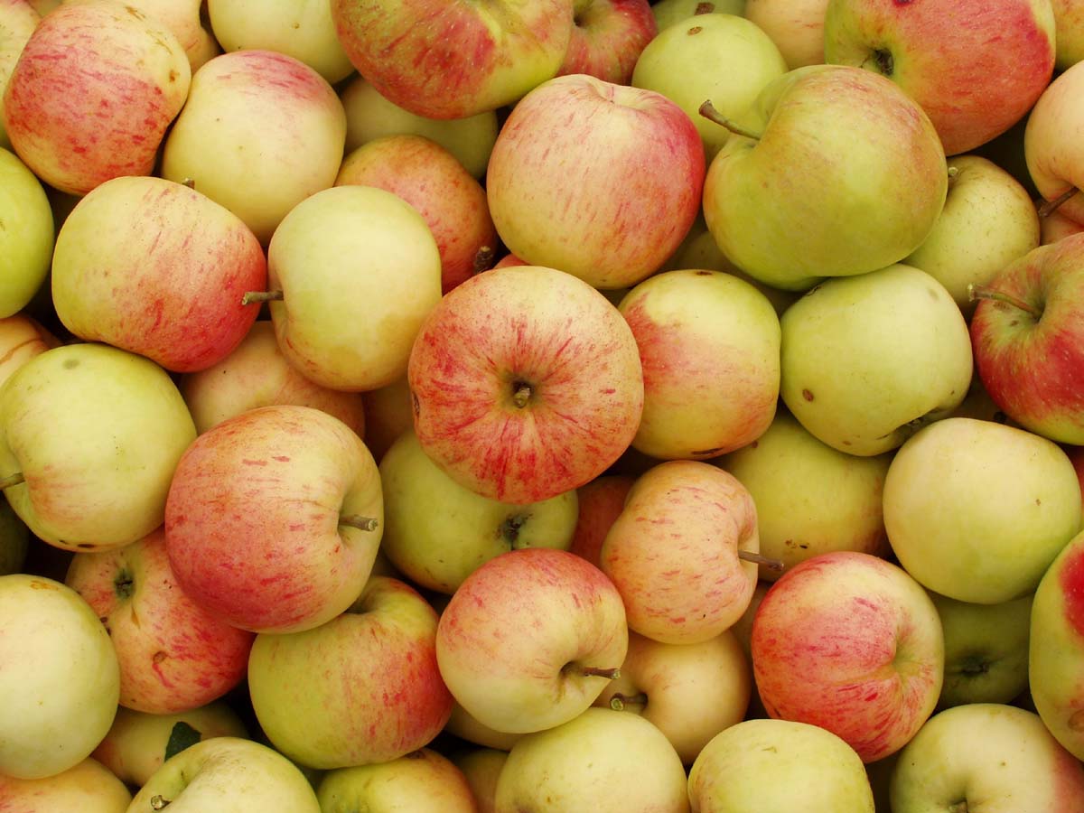 Прикордонники не пустили в бік Донецька 3 тонни яблук