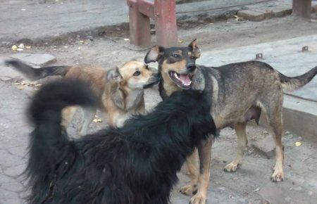 У Костянтинівці на притулок для собак виділять 1 мільйон гривень