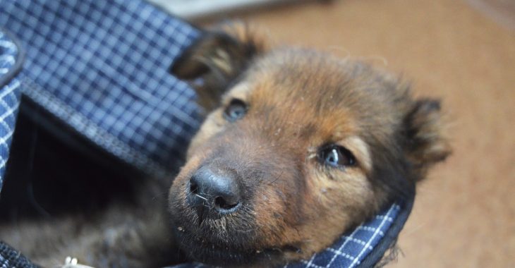 Вуличні коти та собаки — лише верхівка айсбергу проблеми безхатніх тварин Вуличні коти та собаки — лише верхівка айсбергу проблеми безхатніх тварин