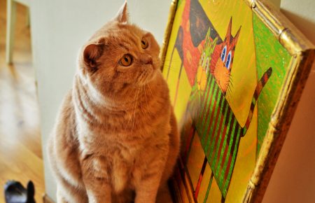 «Коты требуют индивидуального пространства и уважения», — Таня  Кремень