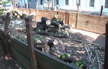 На Донбасі незаконно зрубаний дубовий ліс повернули селянам як дрова