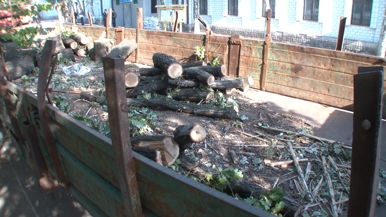 На Донбасі незаконно зрубаний дубовий ліс повернули селянам як дрова