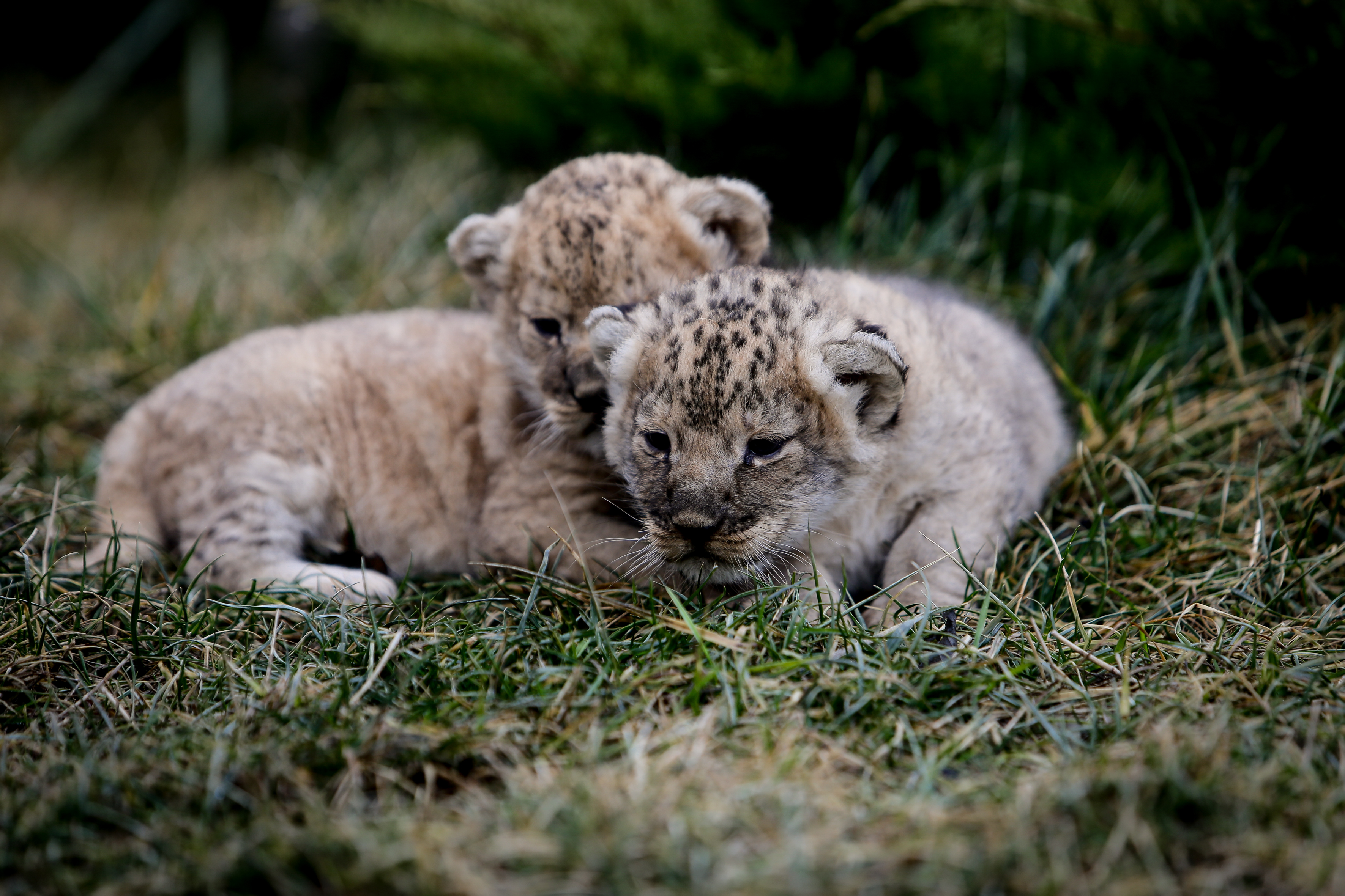 У зоопарку у Запорізькій області народилося двійко левенят