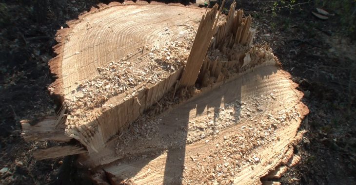 В Іллічівському лісі на Донеччині незаконно вирубали 100 дубів В Іллічівському лісі на Донеччині незаконно вирубали 100 дубів