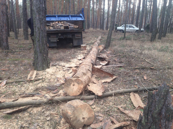 Поліцейські Луганщини шукають порушників у лісах