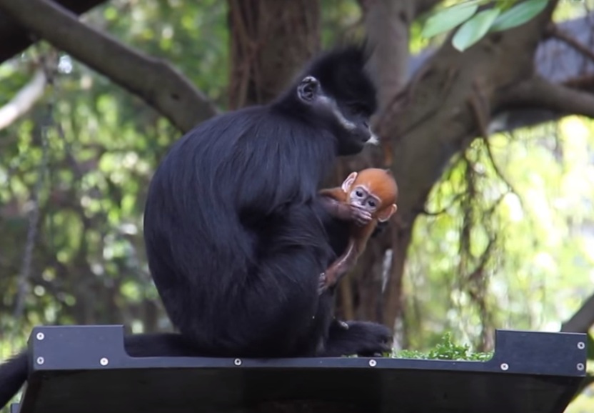 У австралійському Сіднеї народилась рідкісна оранжева мавпа