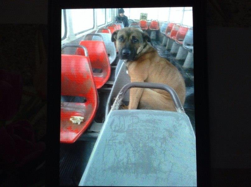 Собаку, який мандрував у донецькому трамваї, знайшли господарі