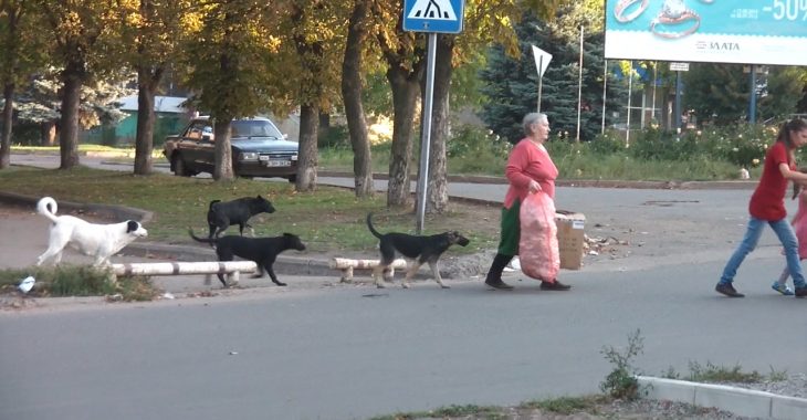 На Донеччині збільшилася кількість бродячих собак, що нападають на людей На Донеччині збільшилася кількість бродячих собак, що нападають на людей