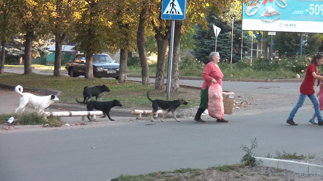На Донеччині збільшилася кількість бродячих собак, що нападають на людей