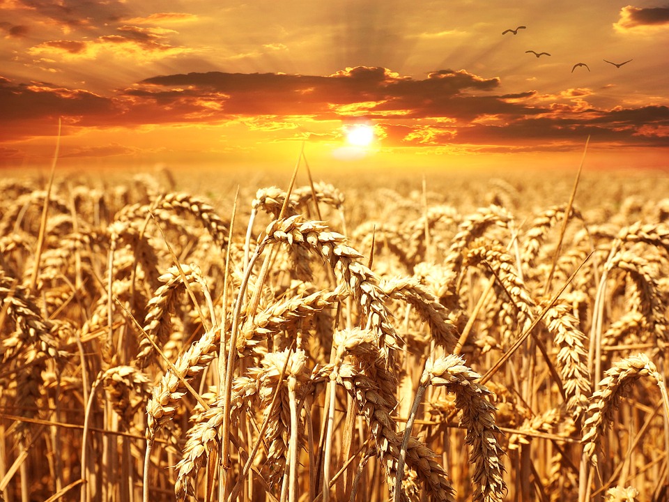 Європейці придбали ліцензії на поставку 500 тонн української пшениці до ЄС