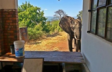 В Африці підстрелений браконьєром слон прийшов за допомогою до людей