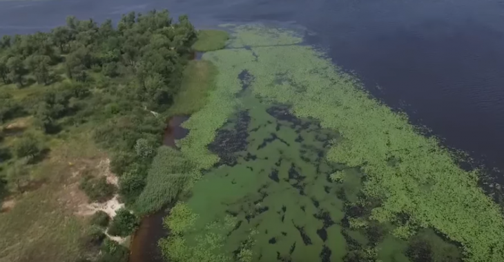 У Києві з дрону відзняли цвітіння води у Дніпрі — відео У Києві з дрону відзняли цвітіння води у Дніпрі — відео