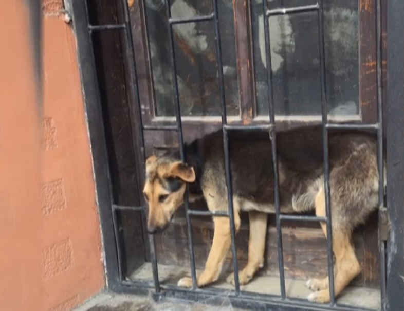 На Закарпатті туристи врятували змученого собаку — відео
