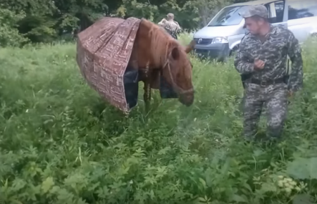 Прикордонники затримали коня-«контрабандиста» з тисячами цигарок