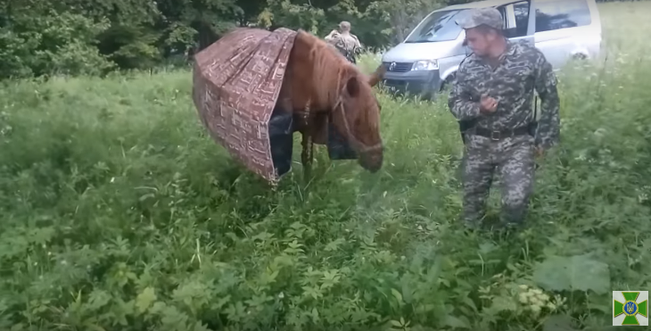 Прикордонники затримали коня-«контрабандиста» з тисячами цигарок