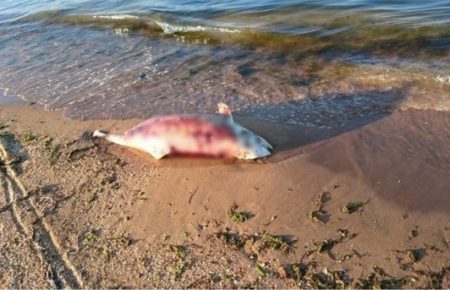 На керченському пляжі знайшли понівечене тіло дельфіна