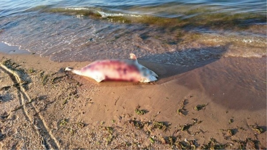 На керченському пляжі знайшли понівечене тіло дельфіна