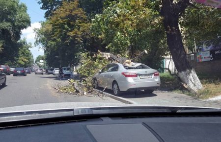У Києві дерево розтрощило неправильно припарковану автівку