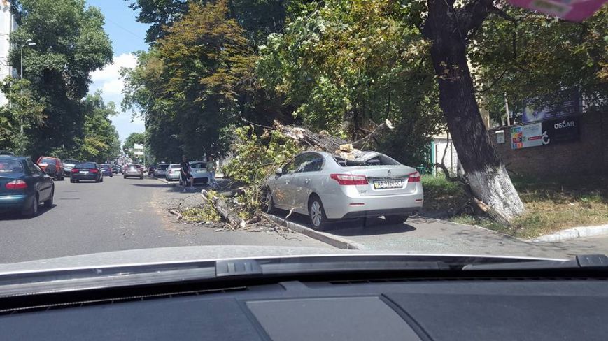 У Києві дерево розтрощило неправильно припарковану автівку