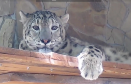 В українському зоопарку народилися перші снігові барси — відео
