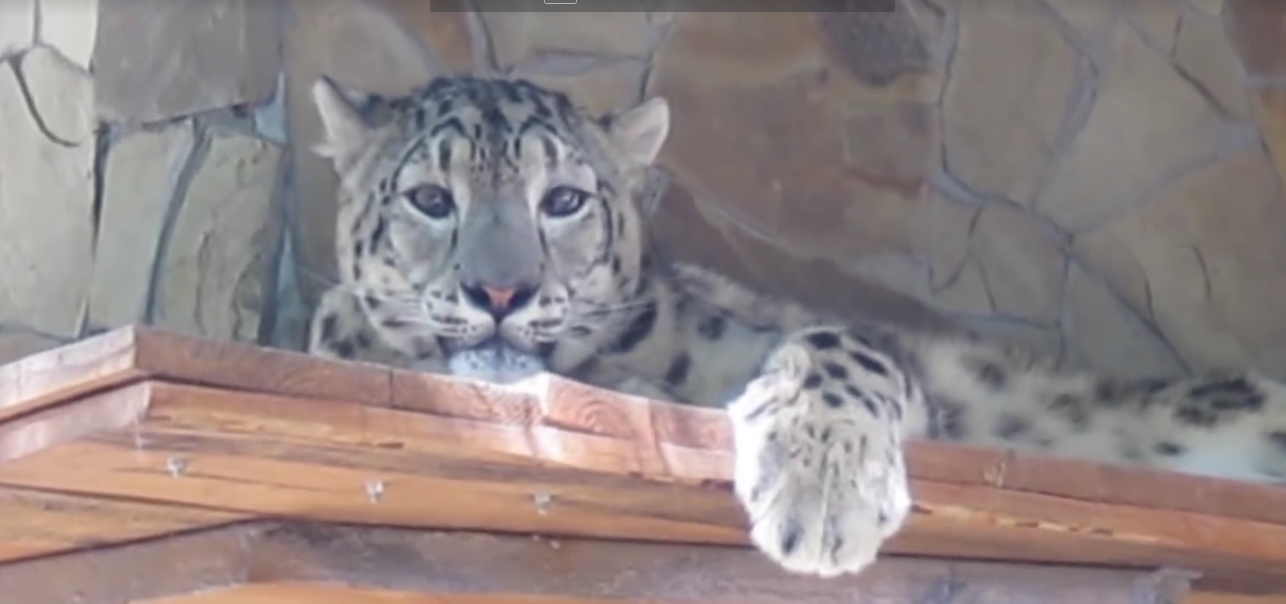 В українському зоопарку народилися перші снігові барси — відео