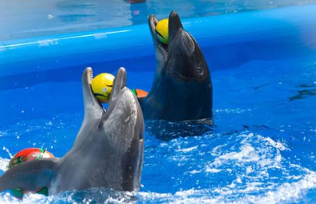 В дельфінаріях дельфіни живуть у 10 разів менше, ніж в природі, — еколог