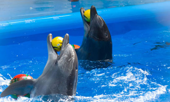 В дельфінаріях дельфіни живуть у 10 разів менше, ніж в природі, — еколог