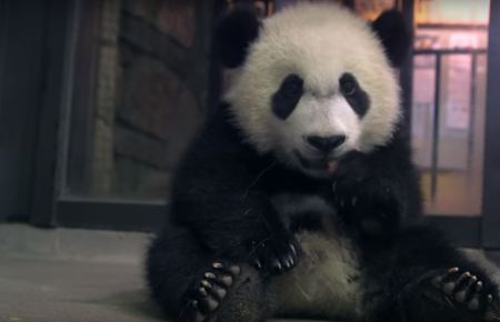 Nat Geo зняли ексклюзив, як в зоопарку США тренують дитинча панди — відео
