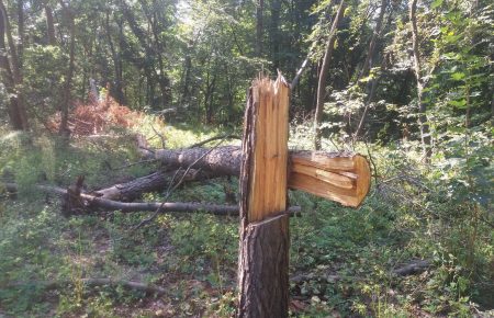 У Києві забудовник зрубує дерева в заповідному урочищі Бичок — фото