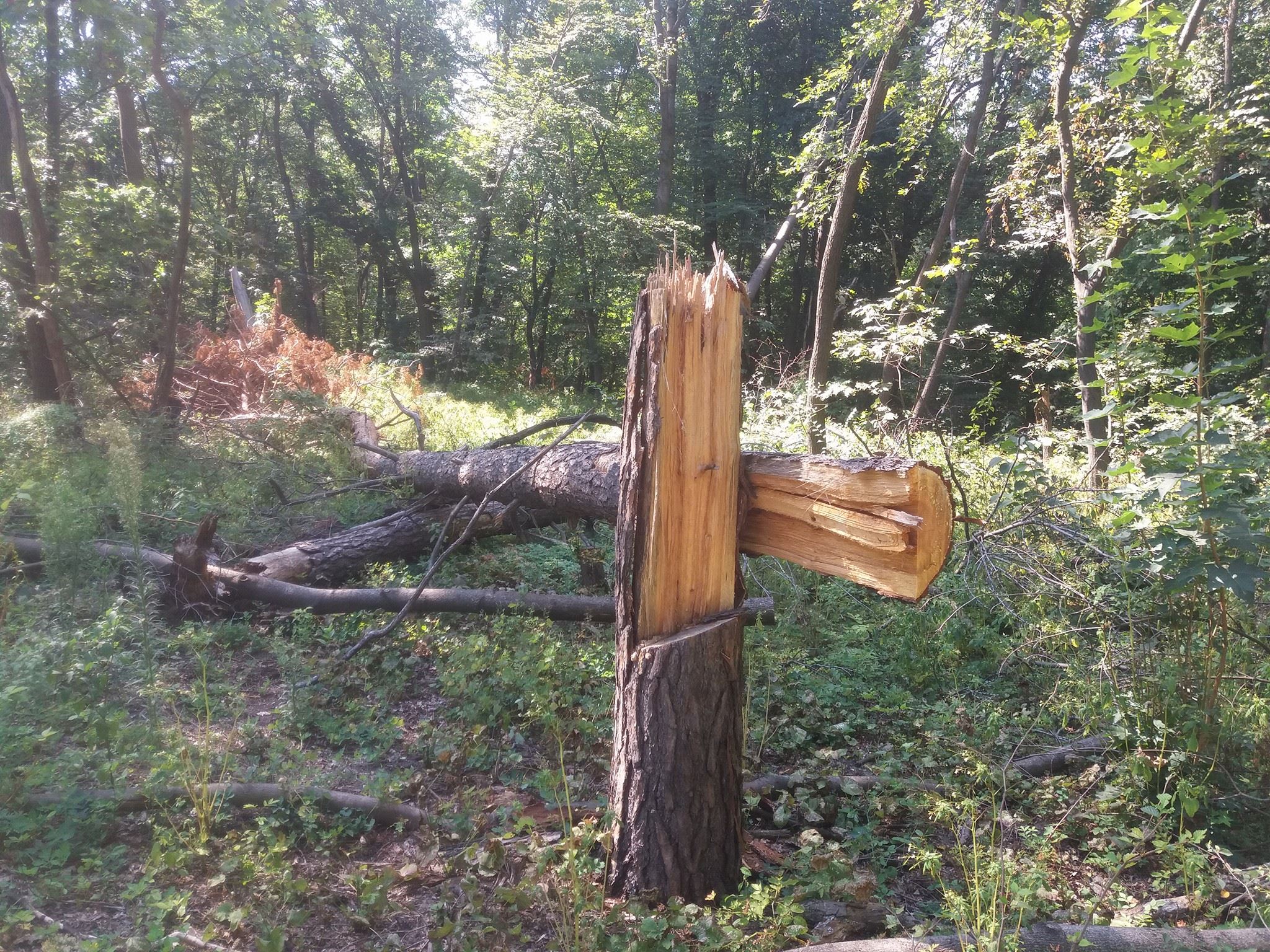 У Києві забудовник зрубує дерева в заповідному урочищі Бичок — фото