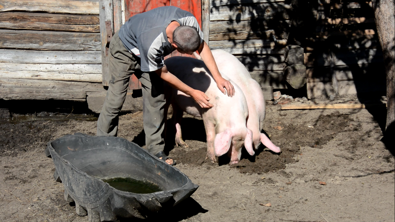 На Рівненщині – масова загибель свиней через африканську чуму