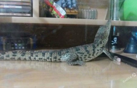 Житель Одеської області знайшов на вулиці крокодила, фото