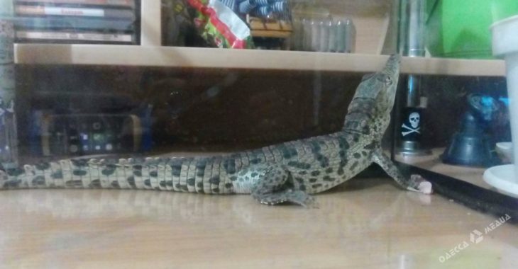 Житель Одеської області знайшов на вулиці крокодила, фото Житель Одеської області знайшов на вулиці крокодила, фото