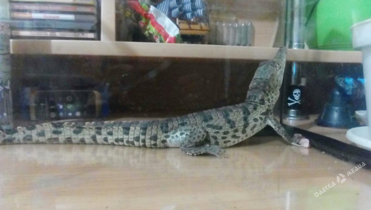 Житель Одеської області знайшов на вулиці крокодила, фото