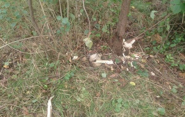 У сквері Слов'янська знайшли череп людини - поліція У сквері Слов'янська знайшли череп людини - поліція