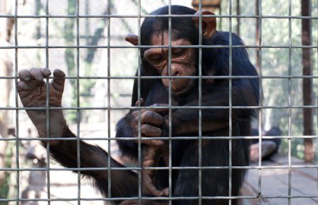 В Мариупольском зоопарке обезьяна оторвала мочку пальца семимесячному ребенку