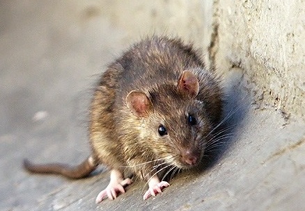 В Маріуполі мешканці б’ють на сполох через нашестя мишей