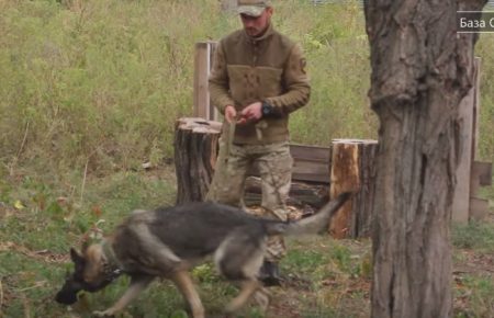 Як Азов тренує бойових собак — відео