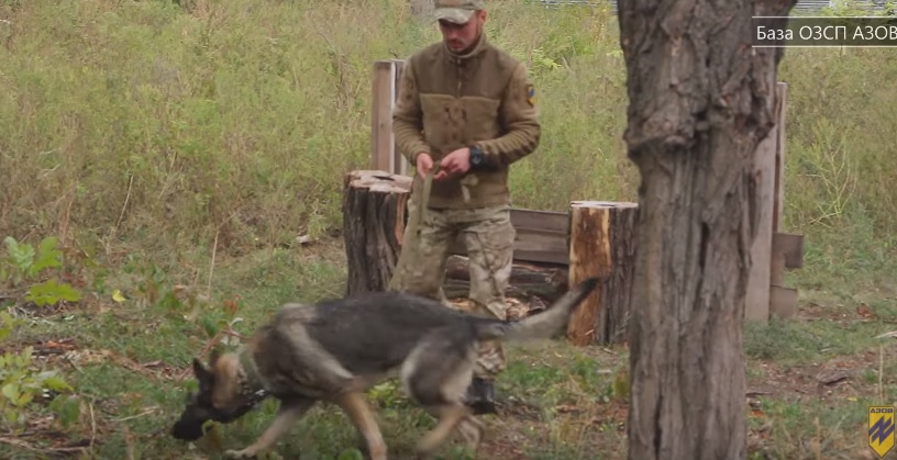 Як Азов тренує бойових собак — відео